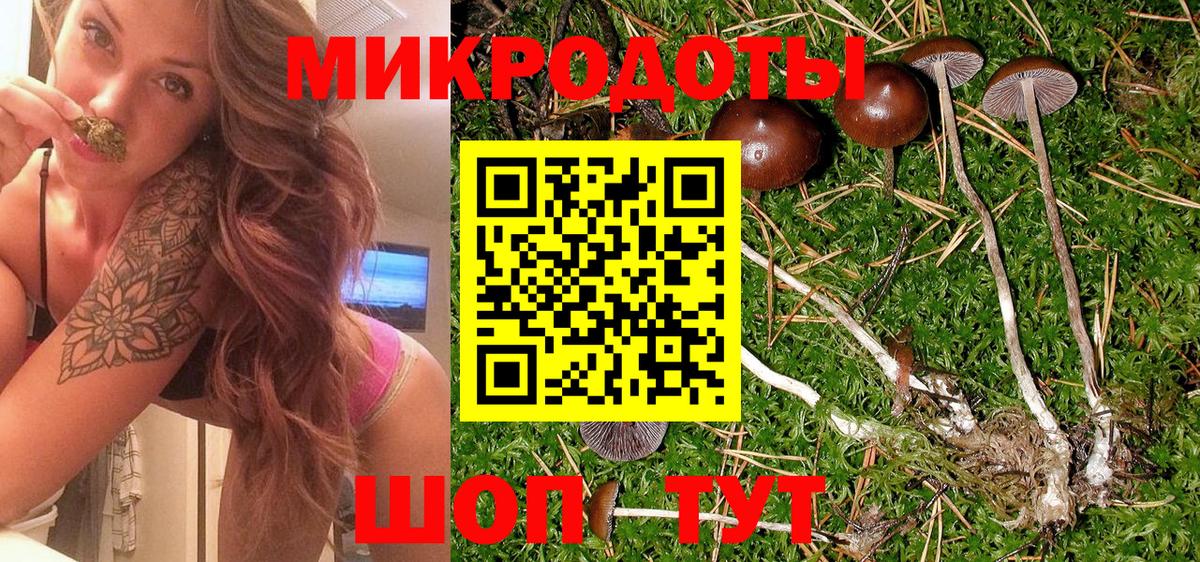 где найти   Галлюциногенные грибы Psilocybine cubensis  Вход с VPN  Камень-на-Оби 